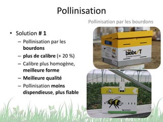 Pollinisation
• Solution # 1
– Pollinisation par les
bourdons
– plus de calibre (+ 20 %)
– Calibre plus homogène,
meilleure forme
– Meilleure qualité
– Pollinisation moins
dispendieuse, plus fiable
24
Pollinisation par les bourdons
 