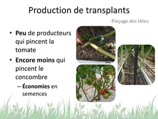 Production de transplants
26
Pinçage des têtes
• Peu de producteurs
qui pincent la
tomate
• Encore moins qui
pincent le
concombre
– Économies en
semences
 