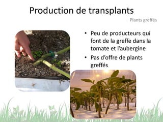 Production de transplants
• Peu de producteurs qui
font de la greffe dans la
tomate et l’aubergine
• Pas d’offre de plants
greffés
27
Plants greffés
 
