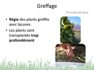 Greffage
• Régie des plants greffés
avec lacunes
• Les plants sont
transplantés trop
profondément
28
Principes de base
 