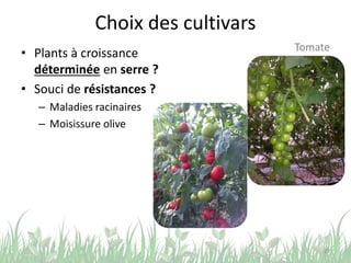 Choix des cultivars
• Plants à croissance
déterminée en serre ?
• Souci de résistances ?
– Maladies racinaires
– Moisissure olive
29
Tomate
 