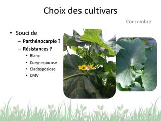 Choix des cultivars
• Souci de
– Parthénocarpie ?
– Résistances ?
• Blanc
• Corynesporose
• Cladosposiose
• CMV
30
Concombre
 