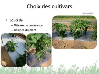 Choix des cultivars
• Souci de
– Vitesse de croissance
– Balance du plant
31
Poivrons
 