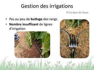 Gestion des irrigations
• Pas ou peu de buttage des rangs
• Nombre insuffisant de lignes
d’irrigation
33
Principes de base
 