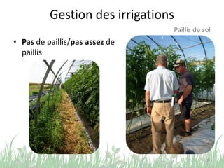 Gestion des irrigations
• Pas de paillis/pas assez de
paillis
34
Paillis de sol
 