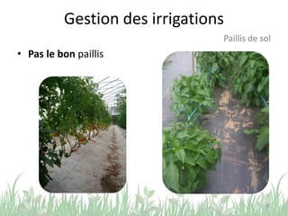 Gestion des irrigations
• Pas le bon paillis
35
Paillis de sol
 