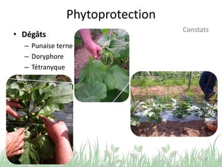 Phytoprotection
41
Constats
• Dégâts
– Punaise terne
– Doryphore
– Tétranyque
 