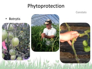 Phytoprotection
42
Constats
• Botrytis
 