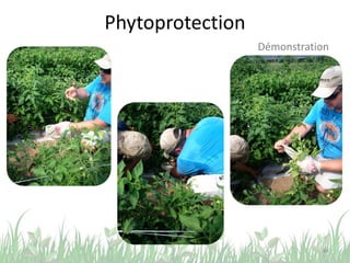 Phytoprotection
44
Démonstration
 