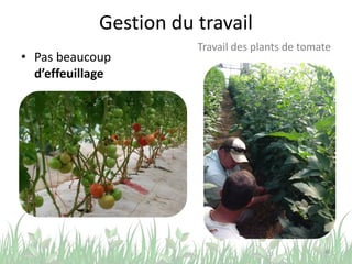 Gestion du travail
• Pas beaucoup
d’effeuillage
46
Travail des plants de tomate
 