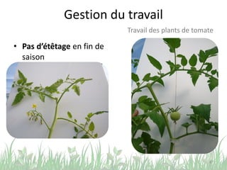 Gestion du travail
• Pas d’étêtage en fin de
saison
47
Travail des plants de tomate
 