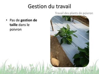Gestion du travail
• Pas de gestion de
taille dans le
poivron
48
Travail des plants de poivron
 
