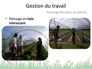 Gestion du travail
• Palissage en haie
intéressant
49
Tuteurage des plants de poivron
 