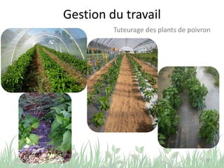 Gestion du travail
50
Tuteurage des plants de poivron
 
