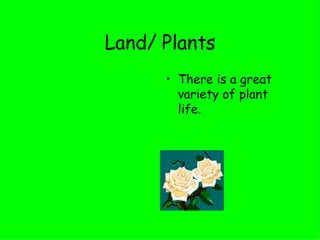 Land/ Plants There is a great variety of plant life. 
