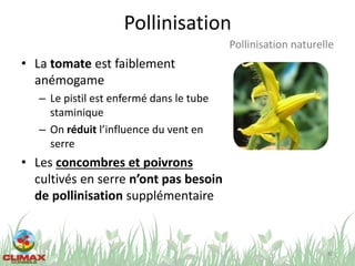 Pollinisation
• La tomate est faiblement
anémogame
– Le pistil est enfermé dans le tube
staminique
– On réduit l’influence du vent en
serre
• Les concombres et poivrons
cultivés en serre n’ont pas besoin
de pollinisation supplémentaire
40
Pollinisation naturelle
 