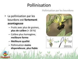Pollinisation
• La pollinisation par les
bourdons est fortement
avantageuse
– Fruits avec plus de graines,
plus de calibre (+ 20 %)
– Calibre plus homogène,
meilleure forme
– Meilleure qualité
– Pollinisation moins
dispendieuse, plus fiable
42
Pollinisation par les bourdons
 