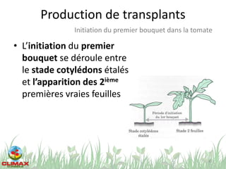 Production de transplants
• L’initiation du premier
bouquet se déroule entre
le stade cotylédons étalés
et l’apparition des 2ième
premières vraies feuilles
45
Initiation du premier bouquet dans la tomate
 
