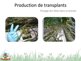 Production de transplants
49
Pinçage des têtes dans la tomate
 