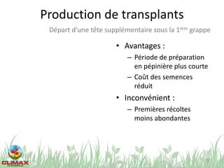 Production de transplants
• Avantages :
– Période de préparation
en pépinière plus courte
– Coût des semences
réduit
• Inconvénient :
– Premières récoltes
moins abondantes
50
Départ d’une tête supplémentaire sous la 1ière grappe
 