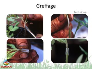 Greffage
54
Technique
 