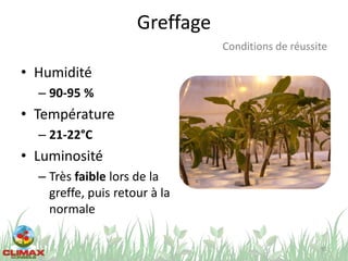Greffage
• Humidité
– 90-95 %
• Température
– 21-22°C
• Luminosité
– Très faible lors de la
greffe, puis retour à la
normale
55
Conditions de réussite
 