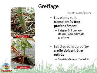 Greffage
• Les plants sont
transplantés trop
profondément
– Laisser 2-3 cm au-
dessous du point de
greffage
• Les drageons du porte-
greffe doivent être
retirés
– Sensibilité aux maladies
56
Points à améliorer
 