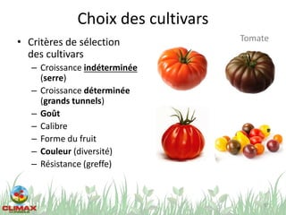 Choix des cultivars
• Critères de sélection
des cultivars
– Croissance indéterminée
(serre)
– Croissance déterminée
(grands tunnels)
– Goût
– Calibre
– Forme du fruit
– Couleur (diversité)
– Résistance (greffe)
57
Tomate
 
