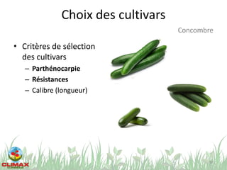 Choix des cultivars
• Critères de sélection
des cultivars
– Parthénocarpie
– Résistances
– Calibre (longueur)
58
Concombre
 