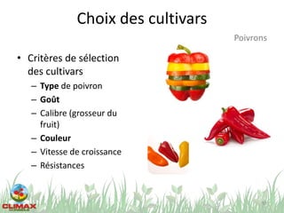 Choix des cultivars
• Critères de sélection
des cultivars
– Type de poivron
– Goût
– Calibre (grosseur du
fruit)
– Couleur
– Vitesse de croissance
– Résistances
59
Poivrons
 