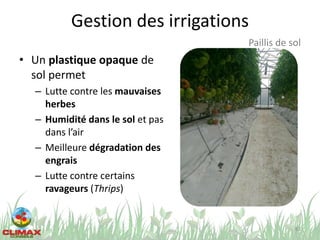 Gestion des irrigations
• Un plastique opaque de
sol permet
– Lutte contre les mauvaises
herbes
– Humidité dans le sol et pas
dans l’air
– Meilleure dégradation des
engrais
– Lutte contre certains
ravageurs (Thrips)
63
Paillis de sol
 
