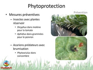 Phytoprotection
69
Prévention
• Mesures préventives
– Insectes avec plantes
réservoir
• Dicyphus dans molène
pour la tomate
• Aphidius dans graminées
pour le poivron
– Acariens prédateurs avec
brumisation
• Phytoseiulus dans
concombre
 