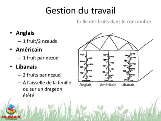 Gestion du travail
• Anglais
– 1 fruit/2 nœuds
• Américain
– 1 fruit par nœud
• Libanais
– 2 fruits par nœud
– À l’aisselle de la feuille
ou sur un drageon
étêté
74
Taille des fruits dans le concombre
LibanaisAnglais Américain
 