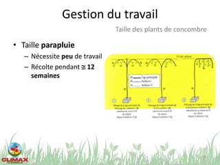 Gestion du travail
• Taille parapluie
– Nécessite peu de travail
– Récolte pendant @ 12
semaines
75
Taille des plants de concombre
 