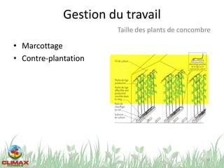 Gestion du travail
• Marcottage
• Contre-plantation
76
Taille des plants de concombre
 