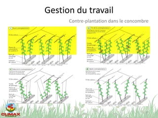 Gestion du travail
77
Contre-plantation dans le concombre
 