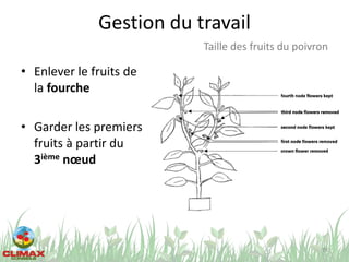 Gestion du travail
• Enlever le fruits de
la fourche
• Garder les premiers
fruits à partir du
3ième nœud
78
Taille des fruits du poivron
 