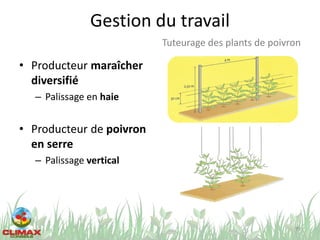 Gestion du travail
• Producteur maraîcher
diversifié
– Palissage en haie
• Producteur de poivron
en serre
– Palissage vertical
79
Tuteurage des plants de poivron
 