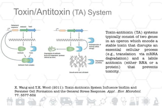 Toxin/Antitoxin (TA) System
Toxin-antitoxin (TA) systems
typically consist of two genes
in an operon which encode a
stable toxin that disrupts an
essential cellular process
(e.g., translation via mRNA
degradation) and a labile
antitoxin (either RNA or a
protein) that prevents
toxicity.
X. Wang and T.K. Wood (2011): Toxin-Antitoxin System Influence biofilm and
Persister Cell Formation and the General Stress Response. Appl . Env. Microbiol.
77: 5577-832
 
