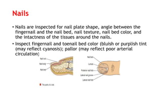 Nails
• Nails are inspected for nail plate shape, angle between the
fingernail and the nail bed, nail texture, nail bed color, and
the intactness of the tissues around the nails.
• Inspect fingernail and toenail bed color (bluish or purplish tint
(may reflect cyanosis); pallor (may reflect poor arterial
circulation)
 