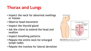 Thorax and Lungs
• Inspect the neck for abnormal swellings
or masses
• Observe head movement
• Inspect the thyroid gland
• Ask the client to extend the head and
swallow
• Inspect breathing patterns
• Palpate the entire neck for enlarged
lymph nodes
• Palpate the trachea for lateral deviation
 