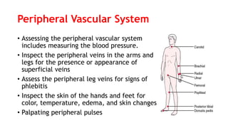 Peripheral Vascular System
• Assessing the peripheral vascular system
includes measuring the blood pressure.
• Inspect the peripheral veins in the arms and
legs for the presence or appearance of
superficial veins
• Assess the peripheral leg veins for signs of
phlebitis
• Inspect the skin of the hands and feet for
color, temperature, edema, and skin changes
• Palpating peripheral pulses
 