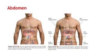 Abdomen
 