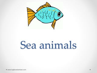 Sea animals
www.ingilizcebankasi.com
 