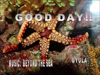 GOOD DAY!! GYULA MUSIC:  BEYOND THE SEA 