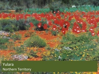 Yulara Northern Territory 