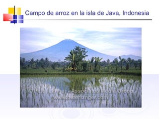 Campo de arroz en la isla de Java, Indonesia
 