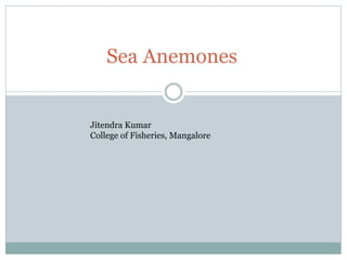 Sea Anemones
Jitendra Kumar
College of Fisheries, Mangalore
 