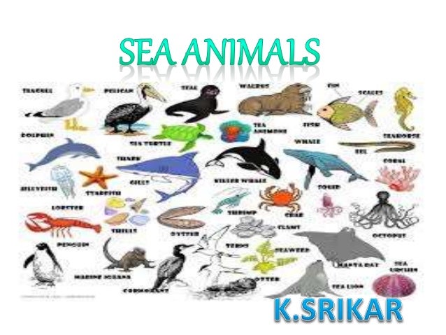 Sea animals