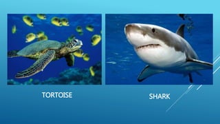 TORTOISE SHARK
 